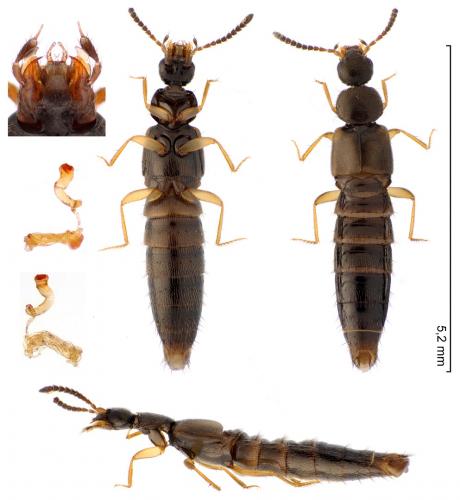 Atheta aeneicollis